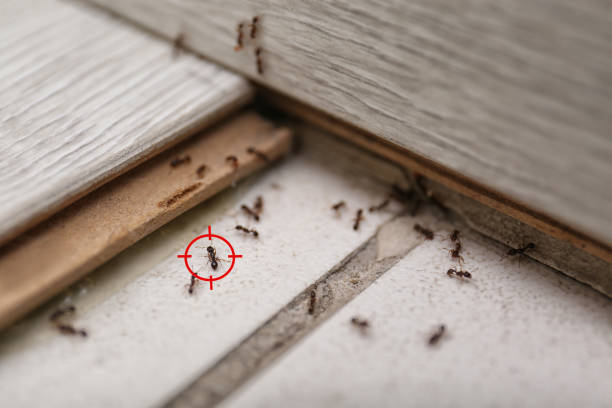 Pest Prevention Services in Oak Grove, TN