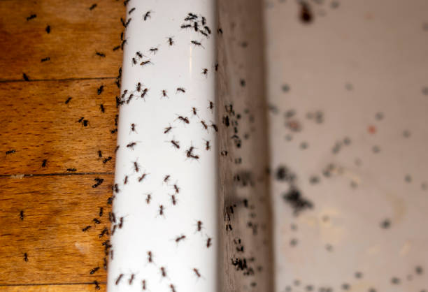 Best Wildlife Control Services  in Oak Grove, TN