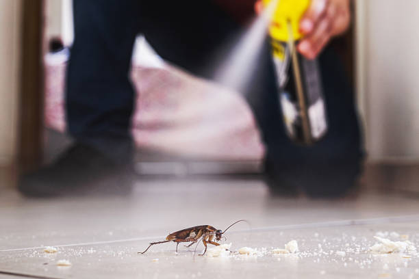Best Wasp Removal Services  in Oak Grove, TN