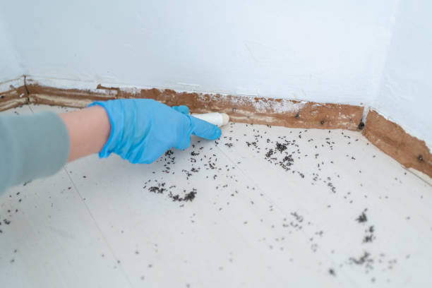 Best Affordable Pest Control Services  in Oak Grove, TN